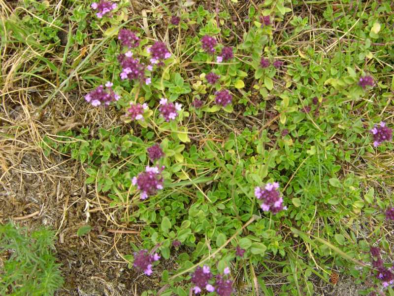 (24202)Thymus serpyllum,ensemble